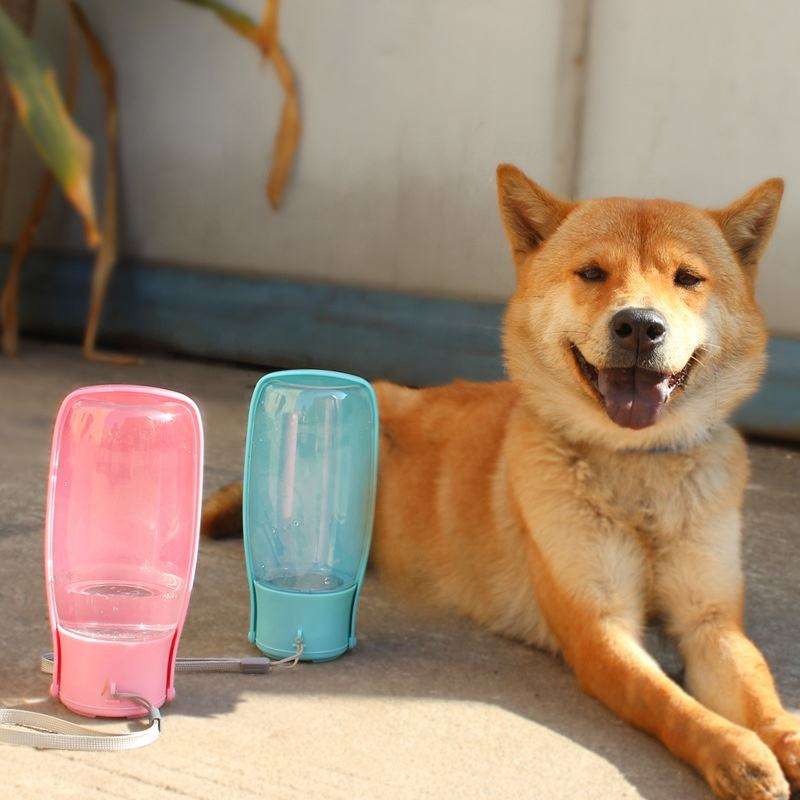 Portable pet water bottle outdoor lifestyle scene
