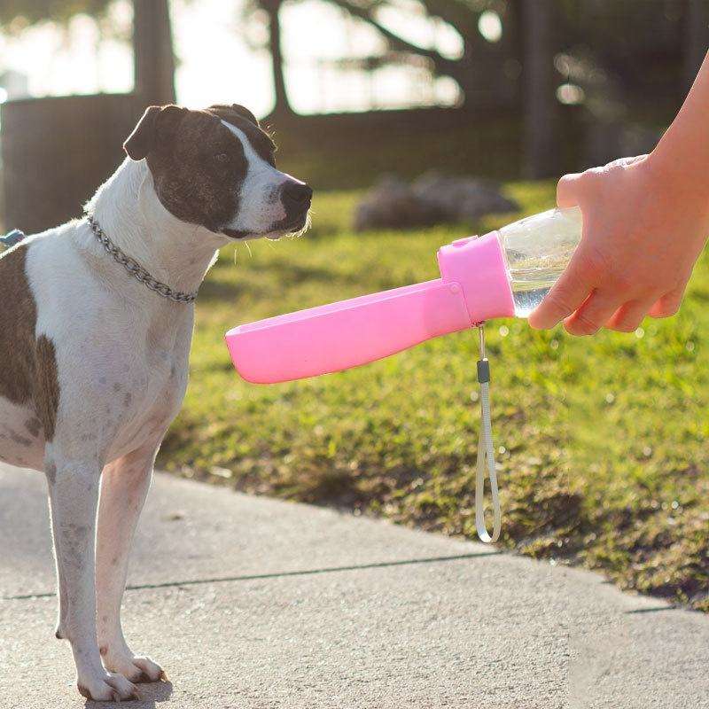 Dog drinking from a portable pet water bottle